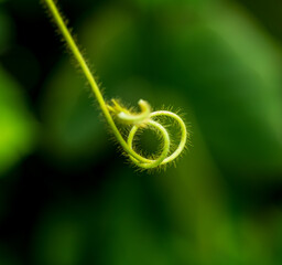 Wall Mural - A green leaf with a curled tip
