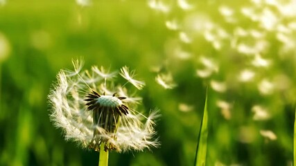 Wall Mural - A close-up shot captures countless dandelion seeds gracefully detaching and floating away in a gentle summer breeze pattern, gracefully detaching, breeze