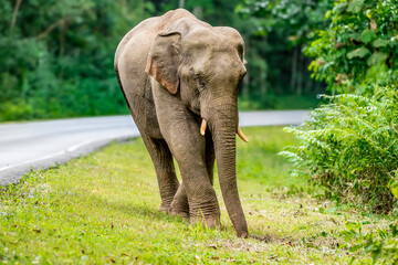 Wall Mural - Its body is gray, its snout is called the trunk. The trunk of the Asian elephant has only one beak. Nakhon Ratchasima, Thailand.	