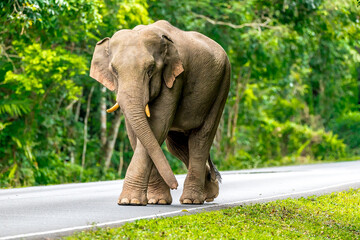 Wall Mural - Its body is gray, its snout is called the trunk. The trunk of the Asian elephant has only one beak. Nakhon Ratchasima, Thailand.	