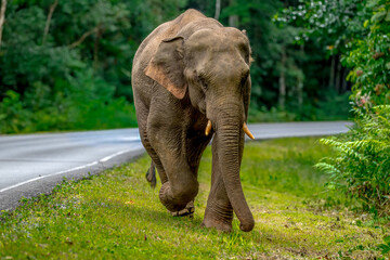 Wall Mural - Its body is gray, its snout is called the trunk. The trunk of the Asian elephant has only one beak. Nakhon Ratchasima, Thailand.	