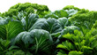 © Chumnan - Lush Green Garden Variety: A vibrant assortment of leafy greens, from tender cabbages to fragrant parsley, flourishing under the nurturing sun, showcasing nature's bounty.