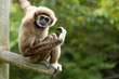 © Elena - lar gibbon white-handed gibbon, an endangered primate in the gibbon family