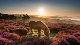 serene sunrise at rockford common new forest uk featuring a gentle pony grazing amidst vibrant heather with misty hills and trees in the background