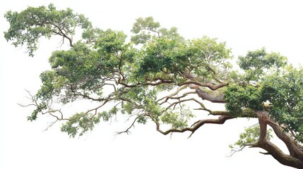 Wall Mural - Majestic Tree Branch with Lush Green Foliage Isolated on White Background for Design Elements