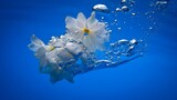 White flower in water stock photo underwater floral beauty aquatic bloom fresh nature blossom