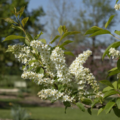 Wall Mural - Prunus padus en fleurs