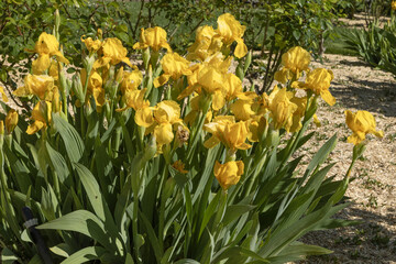 Wall Mural - Iris germanica jaune	