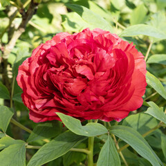 Wall Mural - Pivoine arbustive rouge
