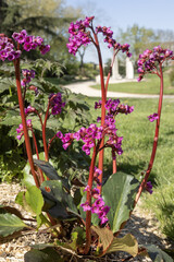 Wall Mural - Bergenia crassifolia en fleur