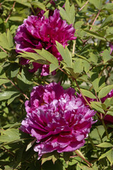 Wall Mural - Pivoine arbustive rouge