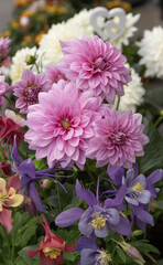 Wall Mural - Dahlia rose