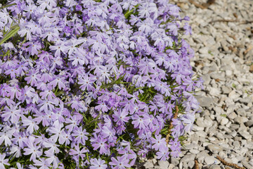 Wall Mural - Phlox subulata Emerald Cushion Blue