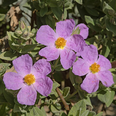 Wall Mural - Cistus albidus