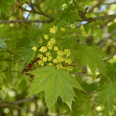 Wall Mural - Feuillage d'Acer platanoides
