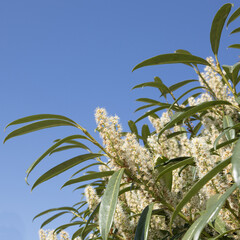 Wall Mural - Prunus laurocerasus ' Otto Luyken ' en fleurs