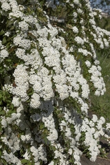 Wall Mural - Spiraea vanhouttei en fleurs