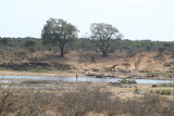 Group of giraffes at a waterhole in Kruger National Park, South Africa. Wide savanna landscape safari scene.