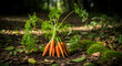 © Kathleen - Freshly Harvested Carrots with Green Tops in the Soil Under a Natural Light