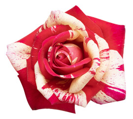 Wall Mural - Rose Brocéliande