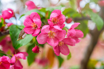 Wall Mural - Fresh pink flowers of a blossoming apple tree with blured background