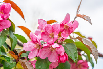 Wall Mural - Fresh pink flowers of a blossoming apple tree with blured background