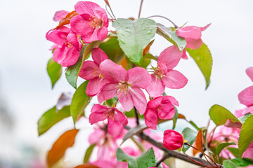Wall Mural - Fresh pink flowers of a blossoming apple tree with blured background