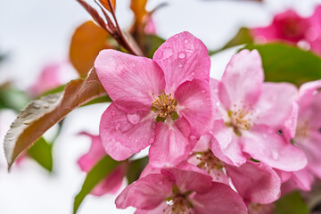 Wall Mural - Fresh pink flowers of a blossoming apple tree with blured background