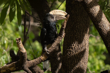 huge silvery-cheeked hornbill portrait standing on tree branch in lake manyara park with iridescent 