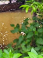 spider on web