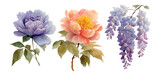 Watercolor Flower Collection with Peony and Wisteria on Transparent Background