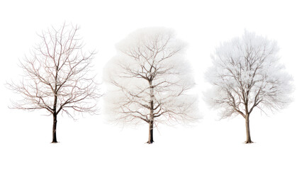Three bare winter trees with snow isolated on transparent background