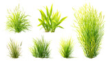 Collection of aquatic plants isolated on transparent background