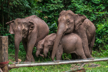 Wall Mural - Its body is gray, its snout is called the trunk. The trunk of the Asian elephant has only one beak. Nakhon Ratchasima, Thailand.	