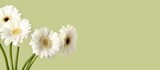 Beautiful gerberas on green background with space for text