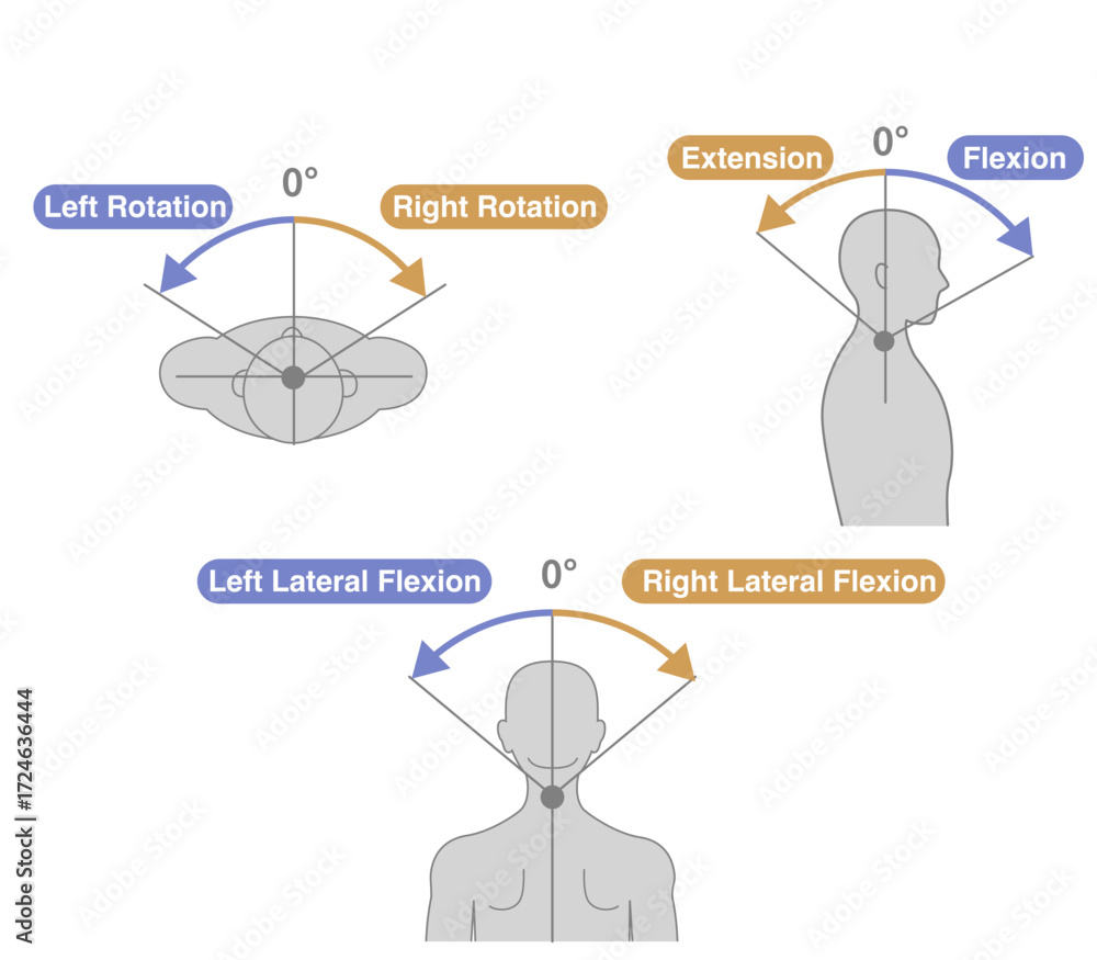 Cervical Spine and Neck Range of Motion (ROM) Illustration Stock Vector ...