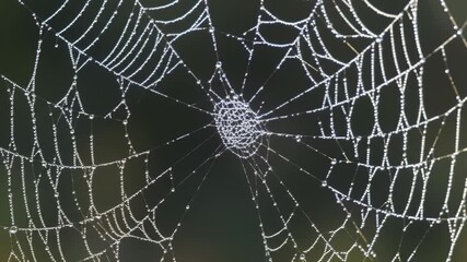 Spiderweb intricate design glistening with dew drops a marvel of natural engineering