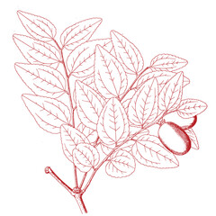 Hand drawing of a tree branch.