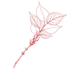Hand drawing of a tree branch.