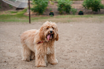  A close portrait of a charming curly brown dog of breed Labradoodle or Cavapoo outdoor on the sand.