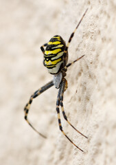 Wall Mural - A spider with yellow and black stripes is on a wall