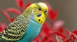 © MST - Close up of a beautiful budgie bird perched outdoors