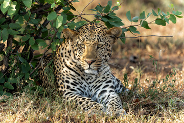 Wall Mural - Leopard (Panthera Pardus) hanging around in Mashatu Game Reserve in the Tuli Block in Botswana