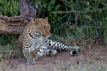 Wall Mural - Leopard (Panthera Pardus) hanging around in Mashatu Game Reserve in the Tuli Block in Botswana