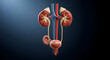 © Feri - human urinary system anatomy 3d render illustration