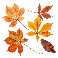 buckeye leaves fall autumn isolated on transparent background