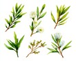 © Popelniushka - Hand Painted Watercolor Tea Tree Leaves and Blooms. Botanical Art of Melaleuca Alternifolia Isolated on White Background for Aromatherapy and Skincare Products