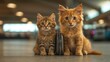 © siti - Adorable Kittens Ready for Travel