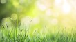 © Nur - Lush green grass blades reach towards a soft, sunlit backdrop of out-of-focus greenery, creating a peaceful and serene springtime scene.