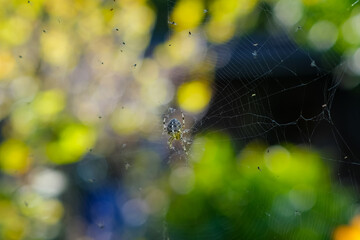 spider web